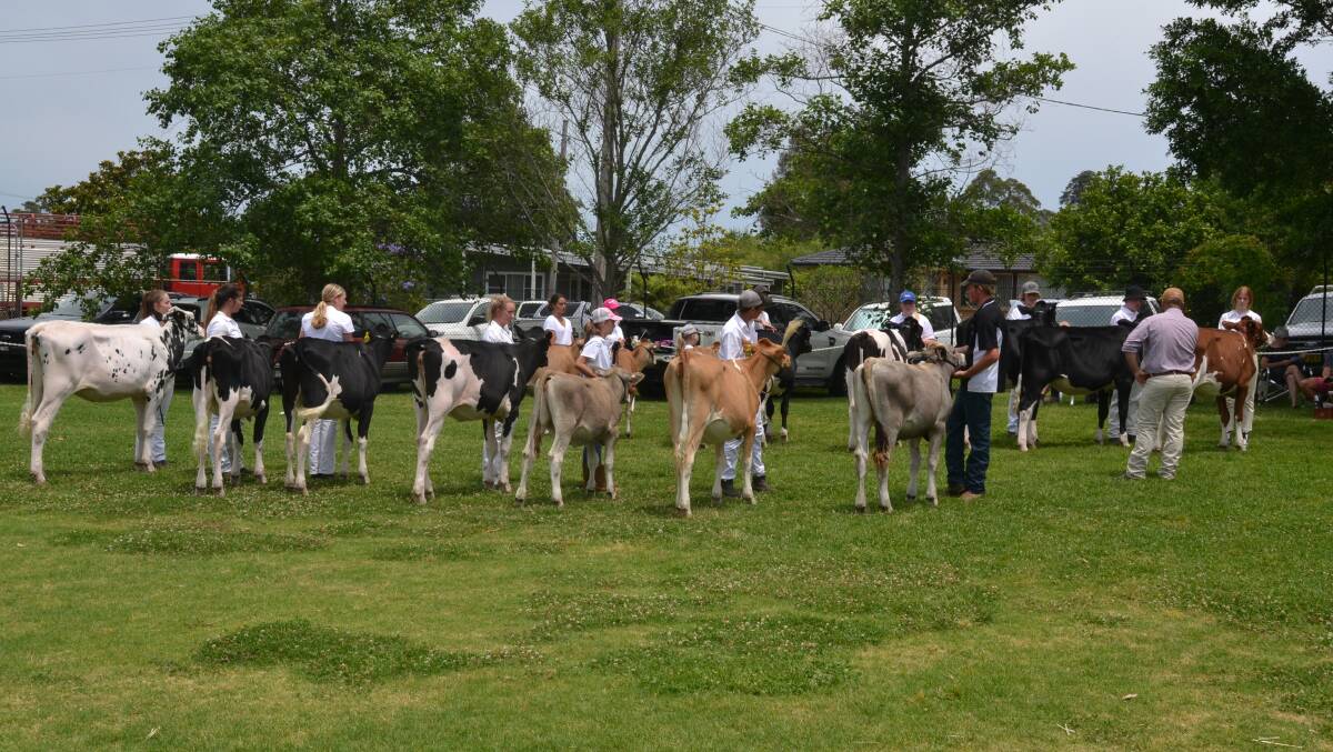 CLASSIC DAY: Some of the action from the South Coast and Tablelands Holstein Association Spring Heifer Classic at Berry.