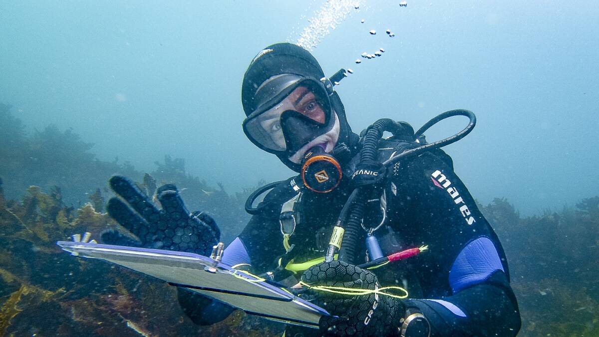 A Reef Life Survey diver in Batemans Bay. Picture by John Turnbull