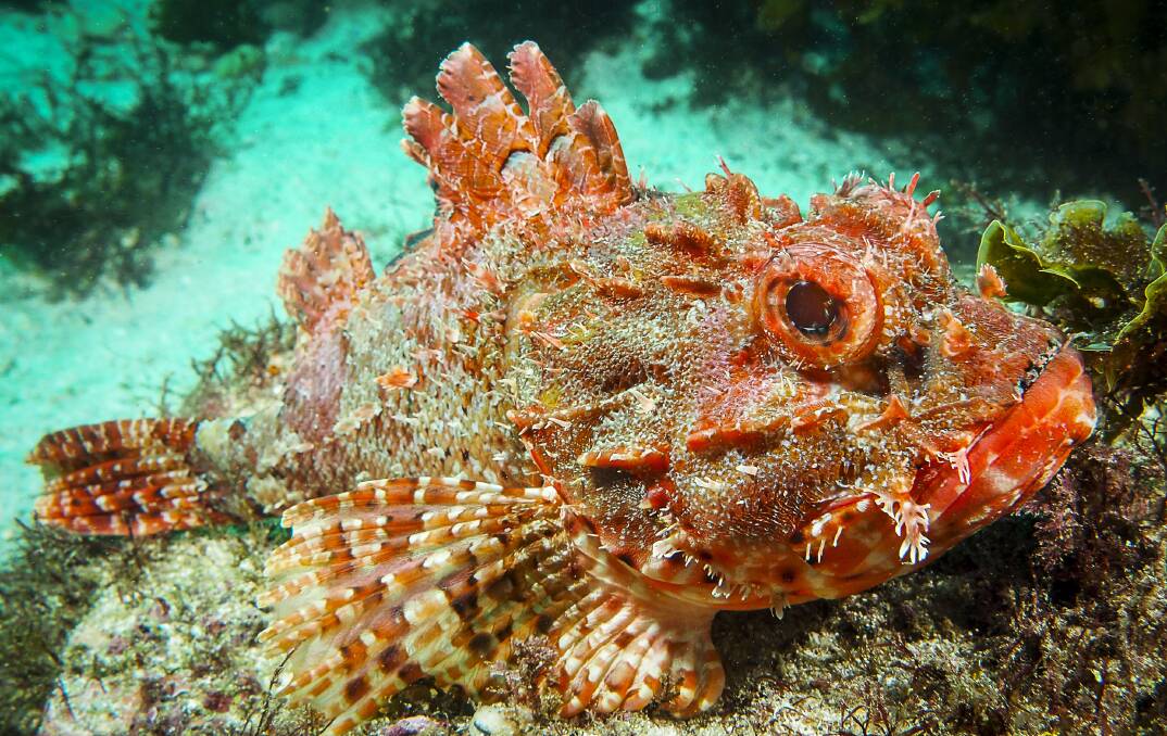 The Eastern Red Scorpionfish can grow to more than 40 centimetres. Picture by Jen Thompson