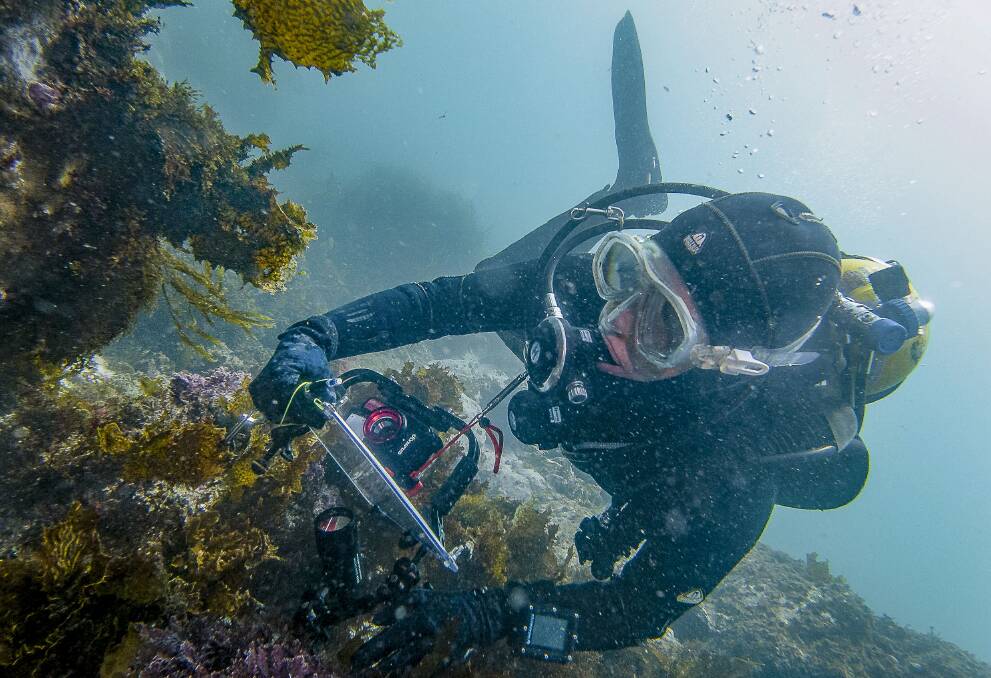 Reef Life Survey diver in Batemans Bay. Picture by John Turnbull