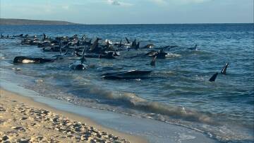 Between 50 and 100 pilot whales are stranded at Toby's Inlet near Dunsborough in Western Australia on April 25. Picture via Facebook/Parks and Wildlife Service, Western Australia