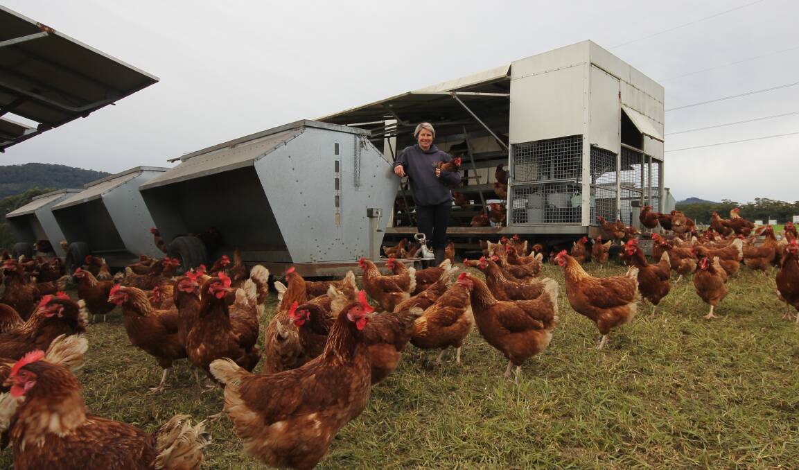 Kangaroo Valley Pastured Egg farmer Kristen McLennan said their concern is contamination of avian influenza among wild birds. Picture by Holly McGuinness