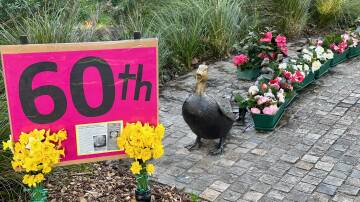 The Berry Ducks are ready for the 60th Berry Camellia and Flower Show. Picture by Ros Brooks