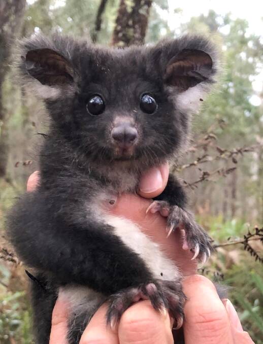 Awww: a greater glider. Picture courtesy of Friends of Durras