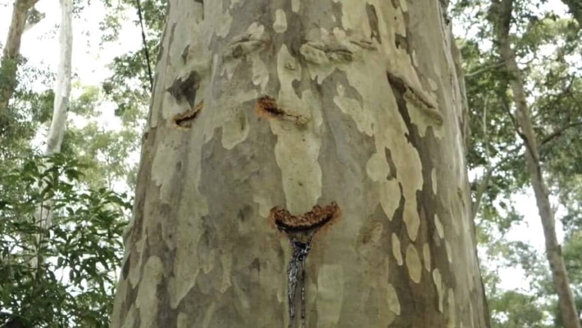 Score marks left by a yellow-bellied glider in a sap feeding tree. Picture by Friends of Durras