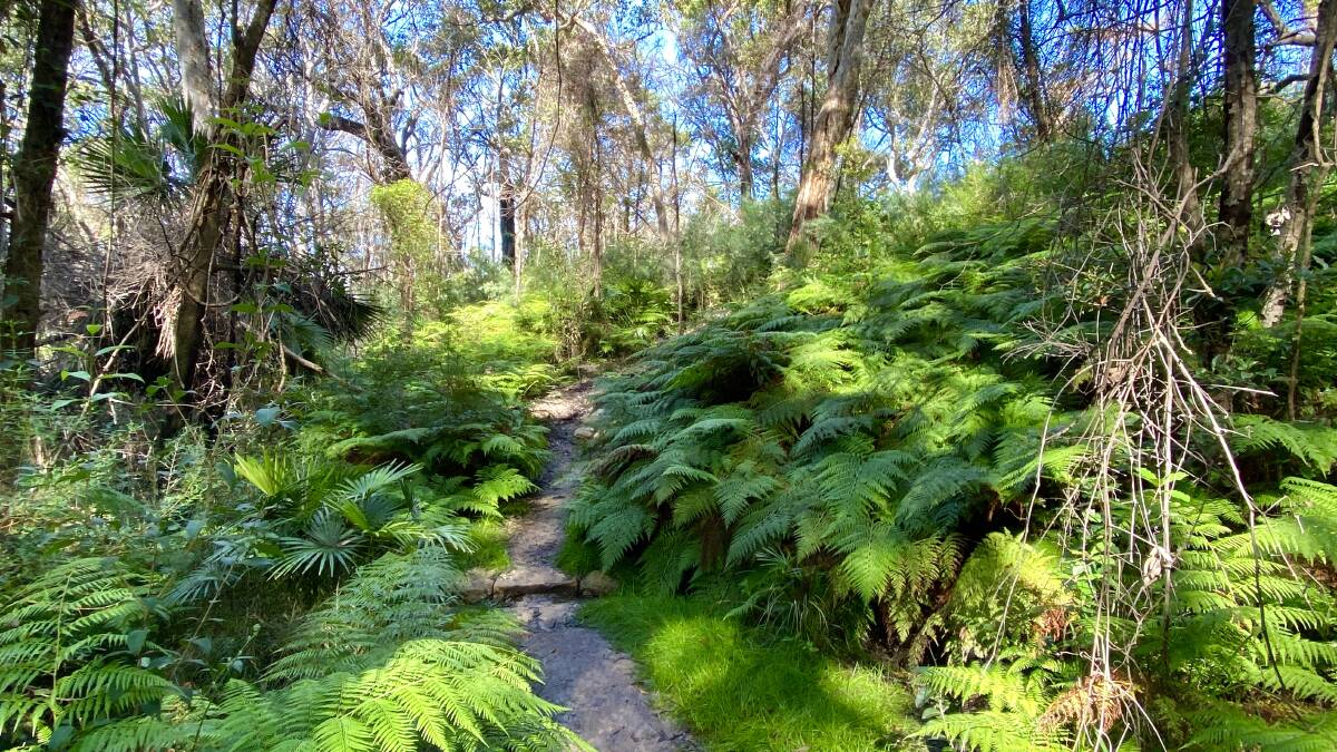 The walk traverses a varied landscape from sandy beaches to fern glades likes this one near Snake Bay. Picture by Tim the Yowie Man