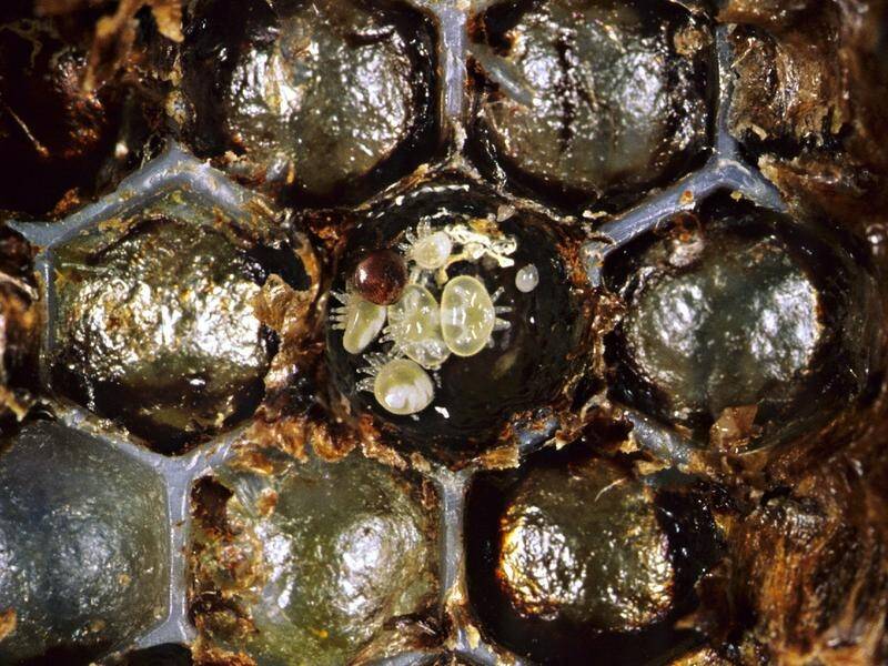 Biosecurity measures have been activated after a varroa mite was detected at a port in Queensland. (HANDOUT/DENIS ANDERSON)