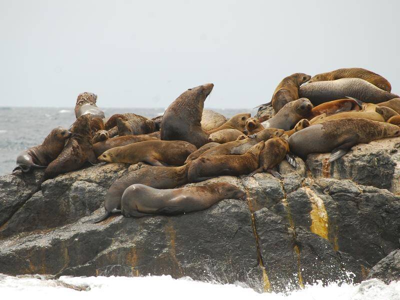 Montague Island in NSW is home to hundreds of Australian and New Zealand fur seals. (PR HANDOUT IMAGE PHOTO)