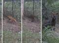 A swamp wallaby chasing an adult fox at Albion Park, still images taken from CCTV. Footage by WIRES