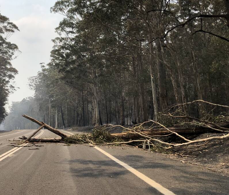 Decaying trees have been identified for removal along the Princes Highway on the South Coast. Picture file
