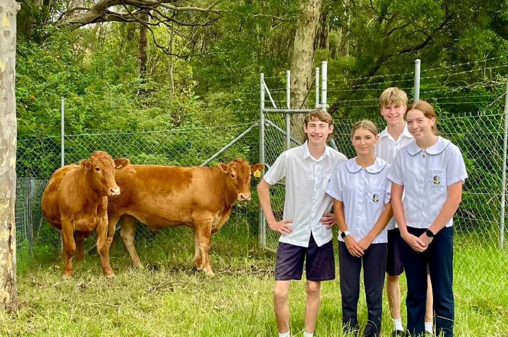 Students from St John the Evangelist High School Nowra with steers supplied by Tannoch South Devons, bred by Lee Pippard. Picture supplied 