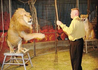 Nowra man’s life in the lion’s den | South Coast Register | Nowra, NSW