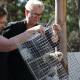 Two koalas were released back into the wild today by Environment Minister Penny Sharpe. Picture supplied